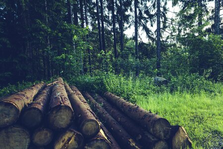 Landscape pine cones mood photo