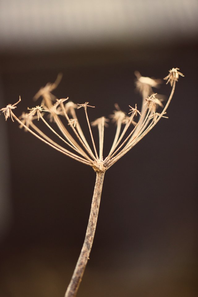 Close up, Central, Plant