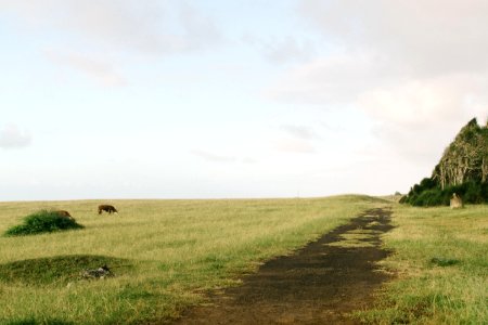 Maui, United states, Cow photo