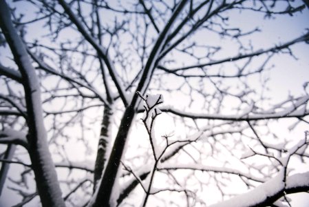 selective focus photography of bare tree filled with snow photo