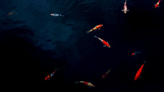 koi fishes photo