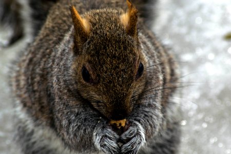 Montreal, Canada, Macro