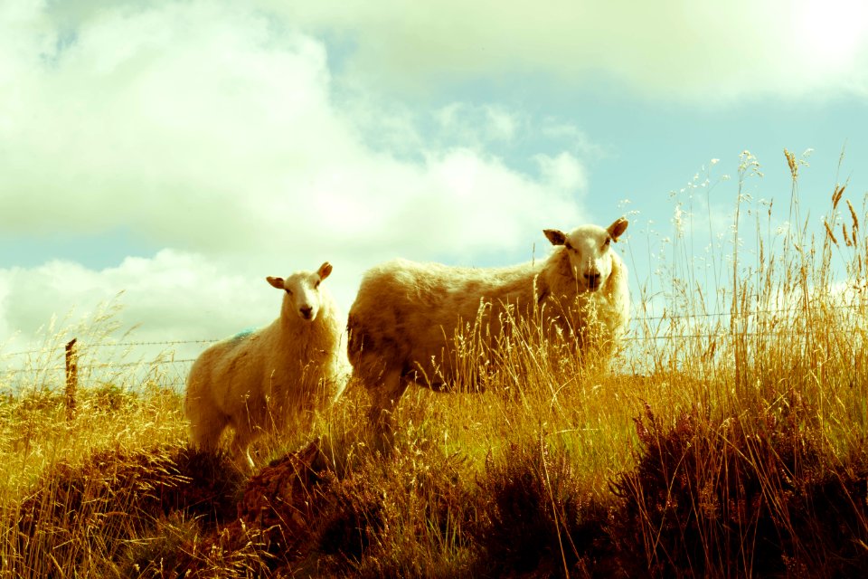 Wales, Yellow, Sheep