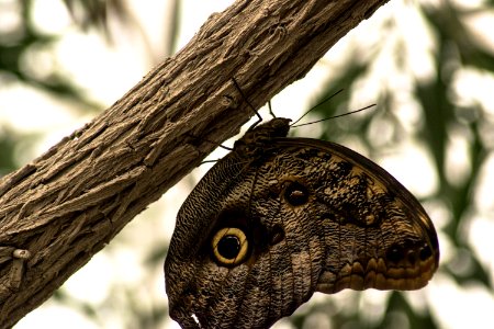 Montreal insectarium, Montral, Canada