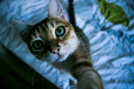 Eyes, Interior, Cat