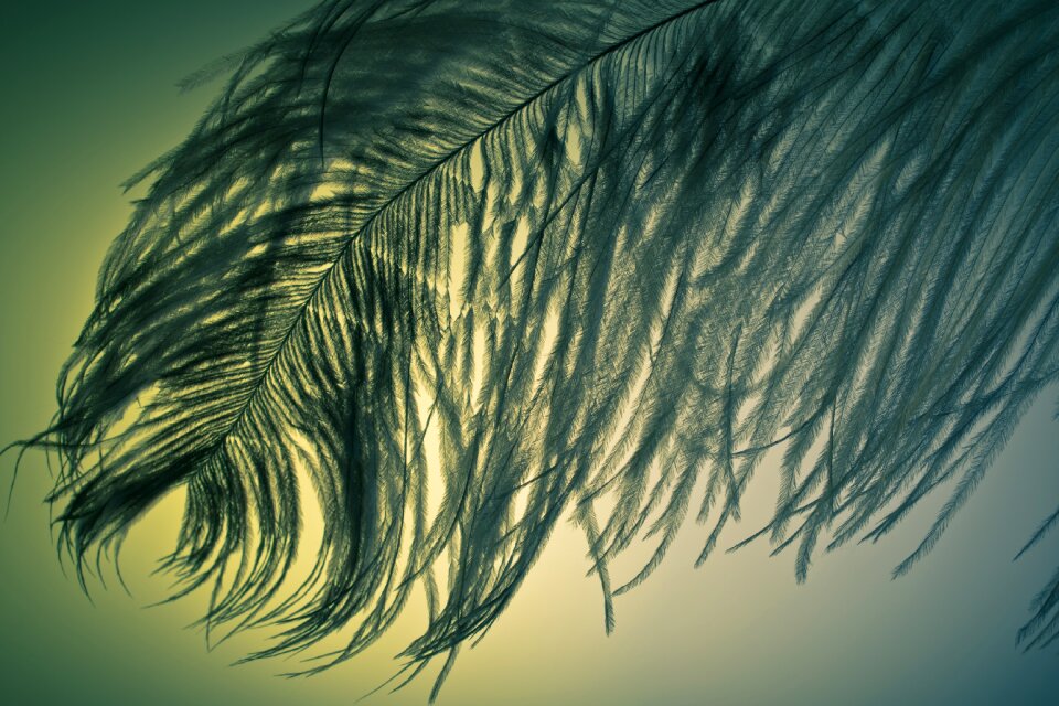 Strauss close up bird feather