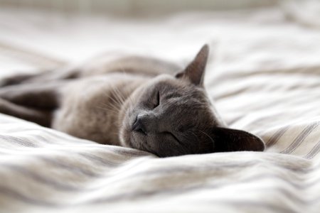 Russian Blue cat sleeping on whit textile photo