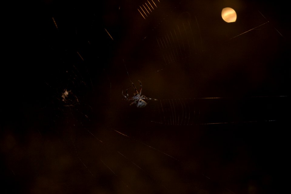 Adelaide, Australia, Spooky