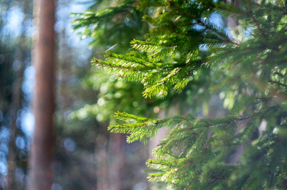 Sunny, Green, Spring