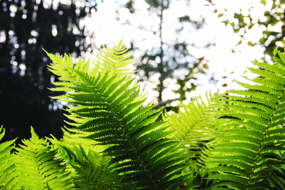 Grass in