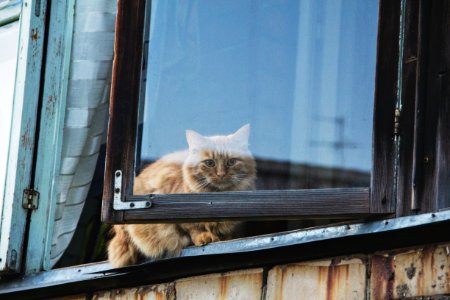 Window in