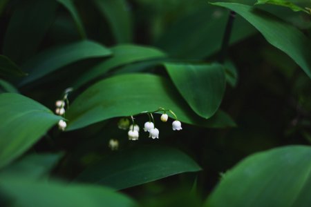 shallow focus photography of white flowers photo