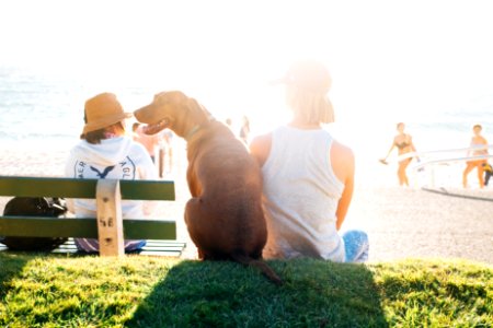 short-coated brown dog sit beside person wearing white tank top near beach during daytime photo