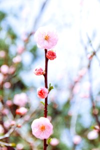 Spring, Flowers, Film