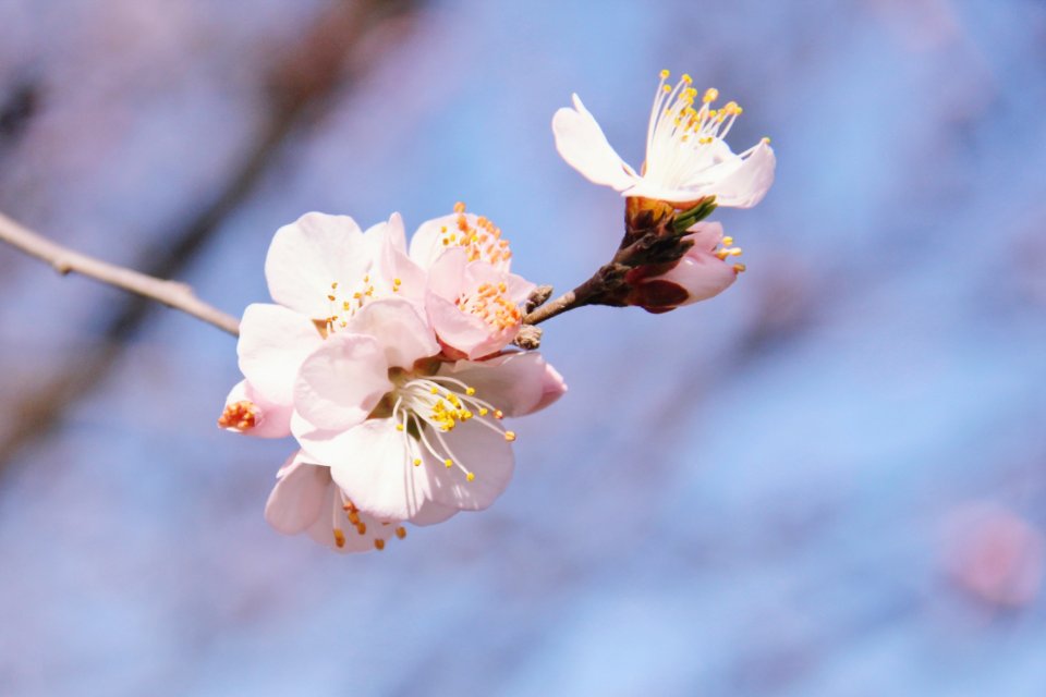 Sunshine, Beijing, Spring