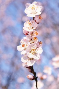 Flowers, Spring, Peach blossom photo