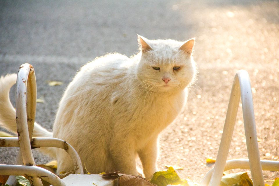 Campus, Cat, Autumn