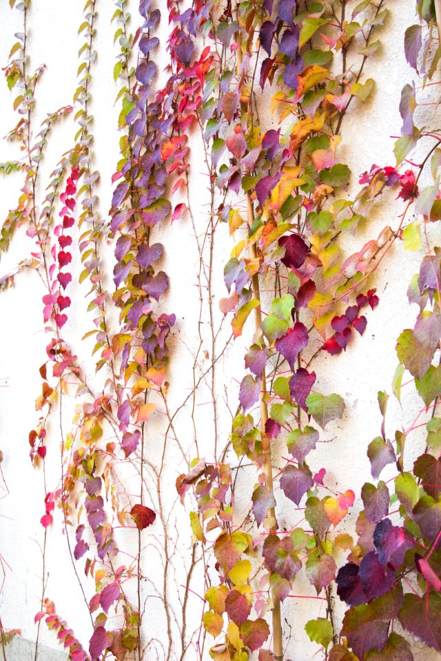 Wall, Color, Autumn