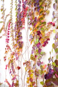 Wall, Color, Autumn