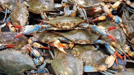 Shellfish seafood crustacean