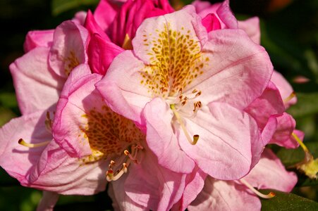 Bloom plant close up
