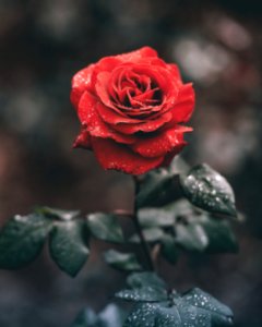 red rose with droplets photo