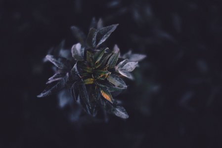 selective focus photography of green plant