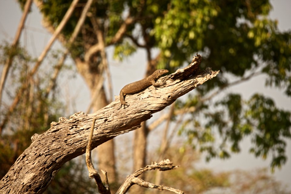 Ipur national park, Ipur, India