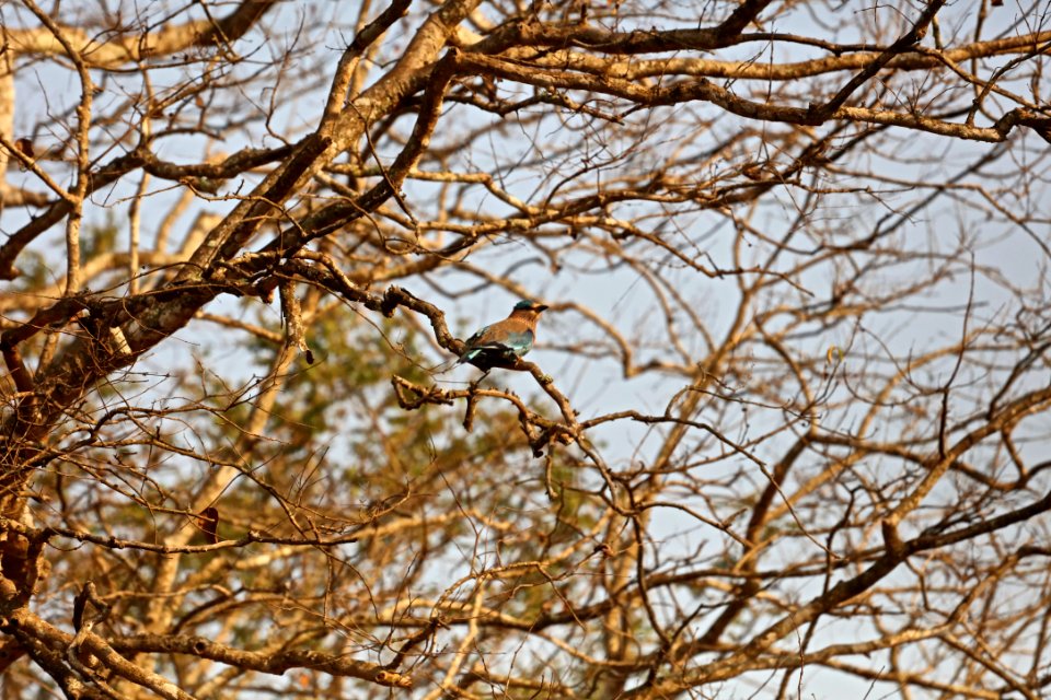 Kabini river lodge, N. begur, India