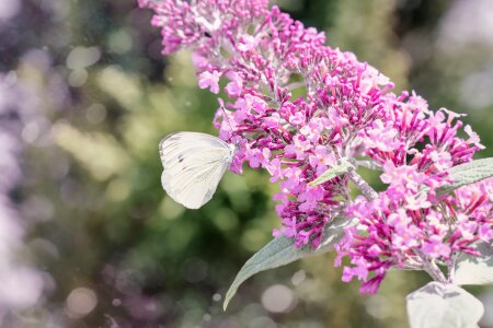 White white butterfly lilac photo