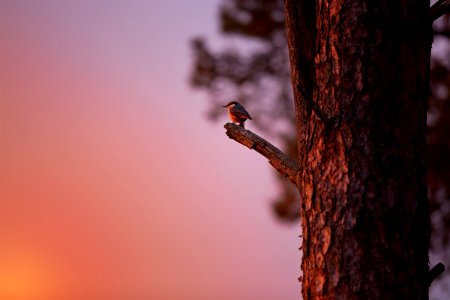 black bird perched on tree branch during golden hour photo