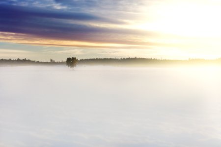 green tree in middle of fog under cloudy sky