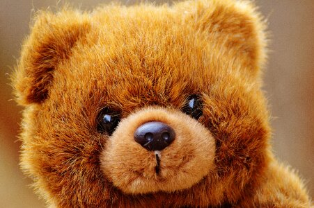 Stuffed animal teddy bear brown bear