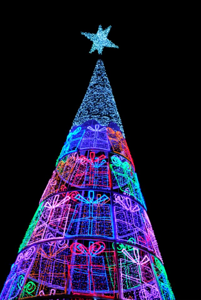 Christmas light, Christmas tree, Chritsmas