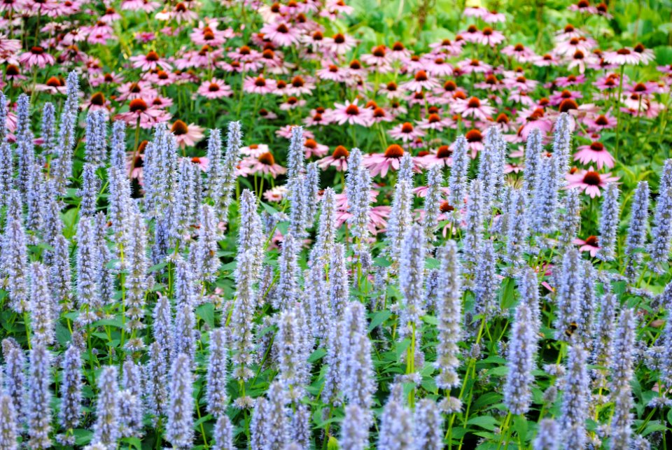 Museumpark, Nature, Flowers