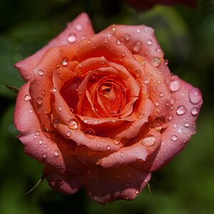 Flowers roses tender rose