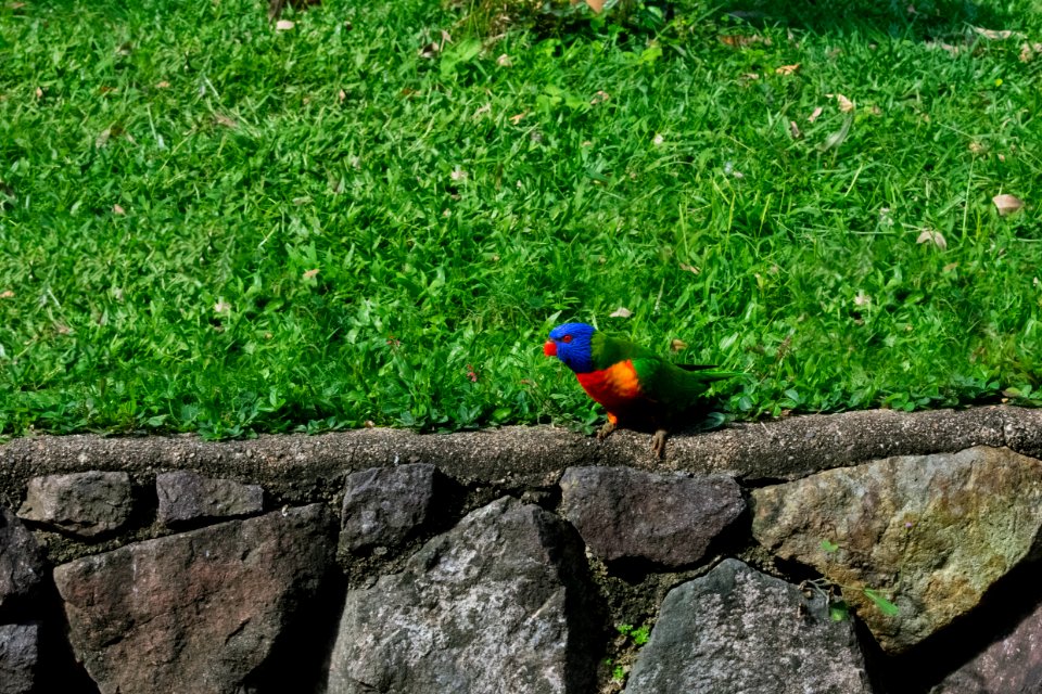 Back yard lorikeet, Cooroy, Australia
