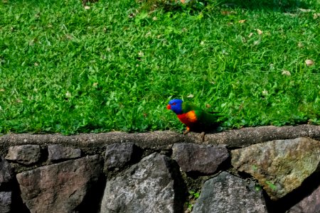 Back yard lorikeet, Cooroy, Australia