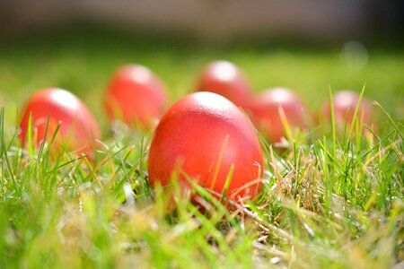 Spring color eggs red