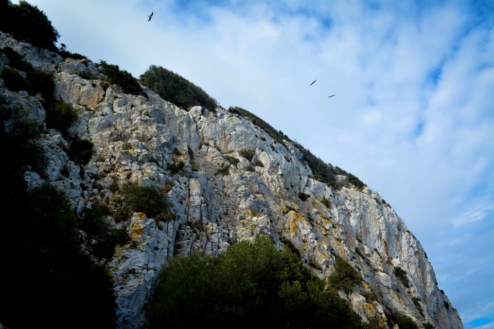 Rock, Birds, Sunny
