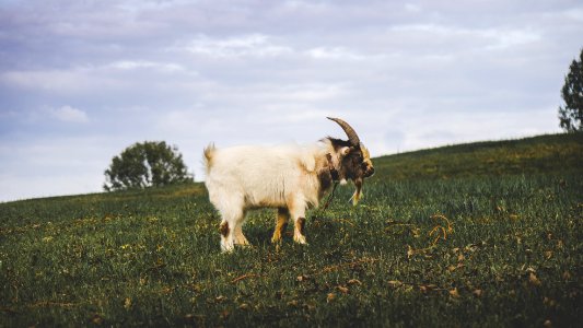 white goat on green grass field photo