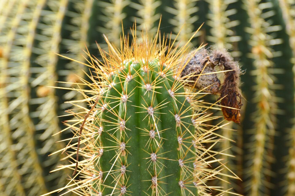 Prickly plant thorns