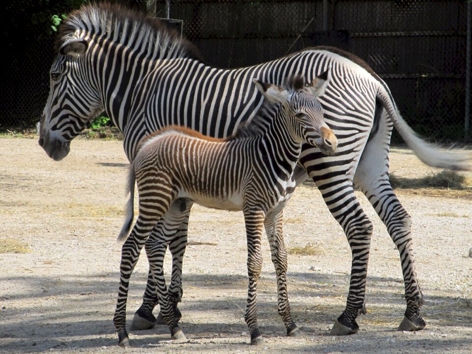 Young newborn nature