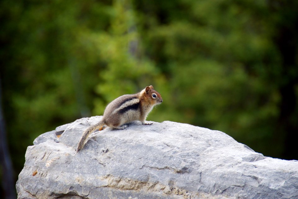 Banffnationalpark, Kanada