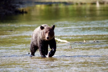 Likely, Kanada, Grizzly photo