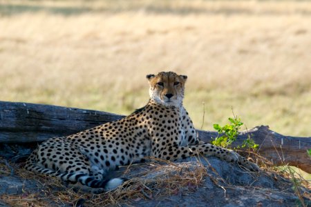 Ngamil, East, Botswana photo