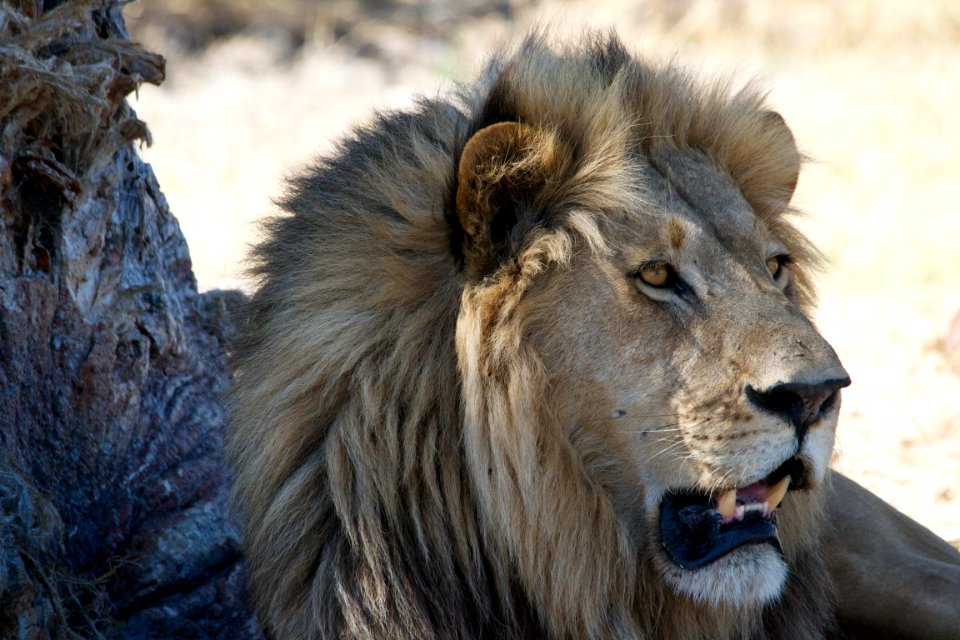 Ngamil, East, Botswana