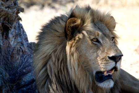 Ngamil, East, Botswana