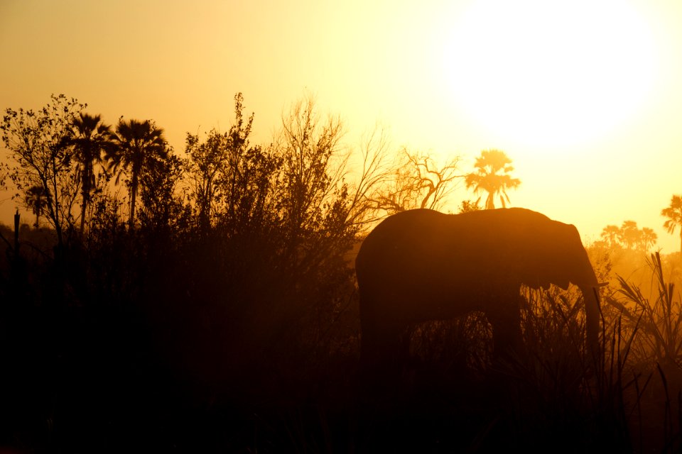 silhouette photography of elephant near grasses