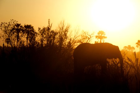 silhouette photography of elephant near grasses photo